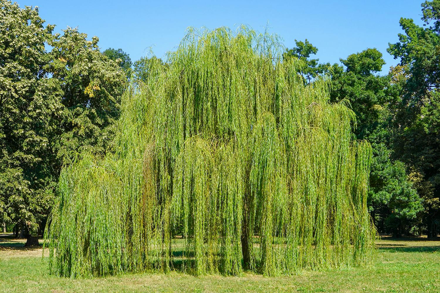 Hurtigtvoksende træer til haven Stedsegrønne træer til haven